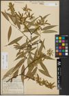 Foto von Salix alba L. x Salix fragilis L.